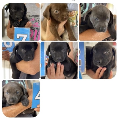 Kill shelter save & ADOPTED