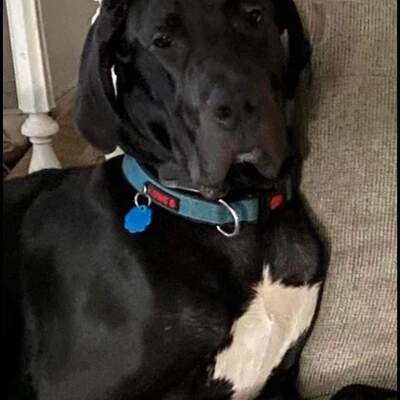 Gio.   A great Dane we rescued.   Now in a loving home