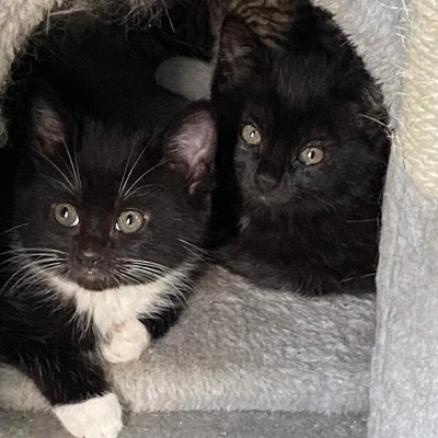 CURRENT & AVAILABLE FOR ADOPTION