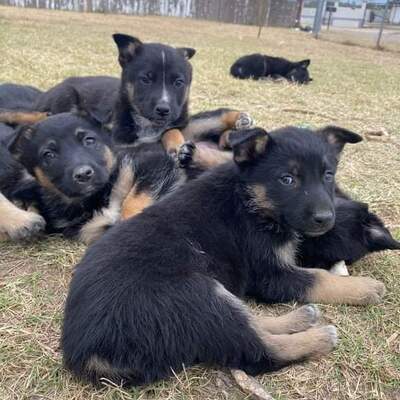 Pups abandoned .   Rescued 3/2022