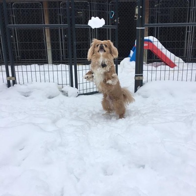 ADOPTED- completed rehabilitation