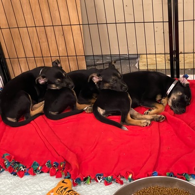 Parvo puppies 2022.  All survived.