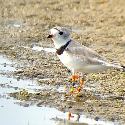 "Jerry" - the Piping Plover that helped bring back nesting to PA