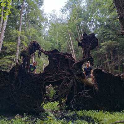 Blown down trees with visitors - when nature takes over!