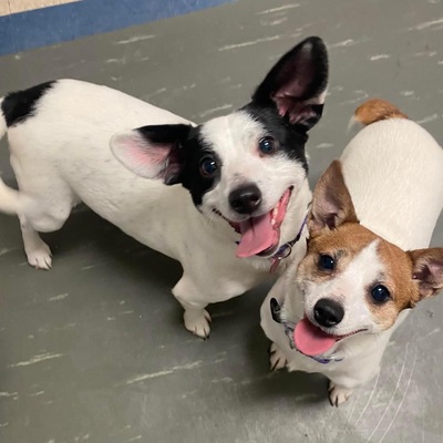 Puppy Mill saves, Bonded Pair & ADOPTED
