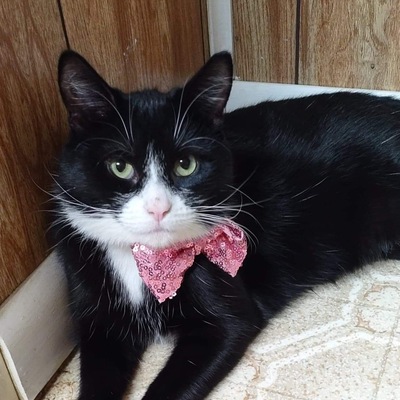 CURRENT & AVAILABLE FOR ADOPTION