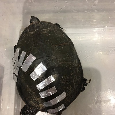 Turtle shell being repaired after being hit by a car.