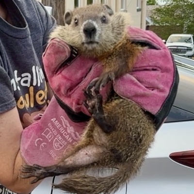 Groundhog Rescue
