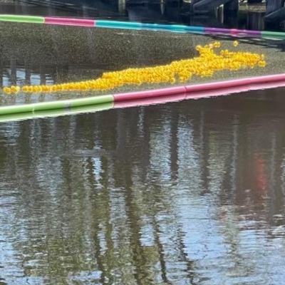 Duck’s in the water!