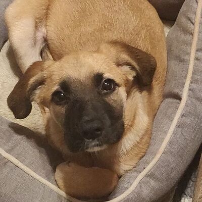 Matty,  one of our very sick pups from mycoplasmosis and pneumonia.