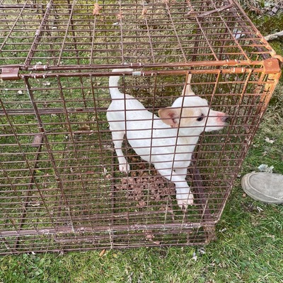 ADOPTED- trapped & completed rehabilitation