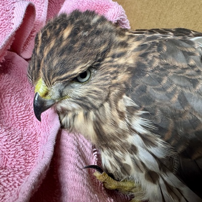 Rescued Coopers Hawk