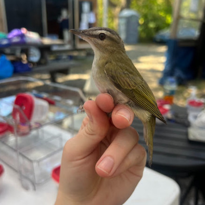 Bird banding at Presque Isle State Park