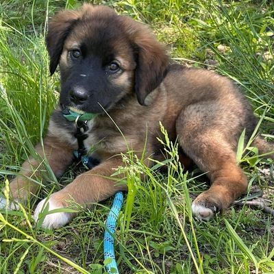 ADOPTED!