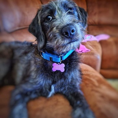 ADOPTED