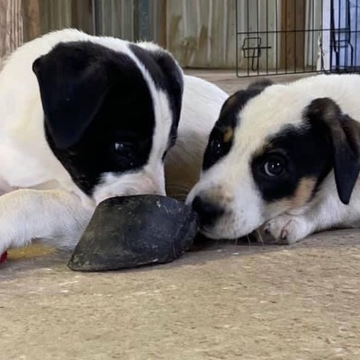 ADOPTED- kill shelter saves!