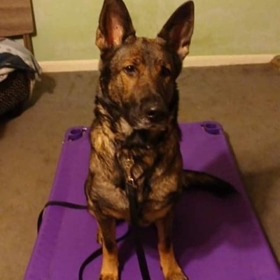 Maisy was an owner surrender,  with behavioral issues.  She was trained and rehabilitated.