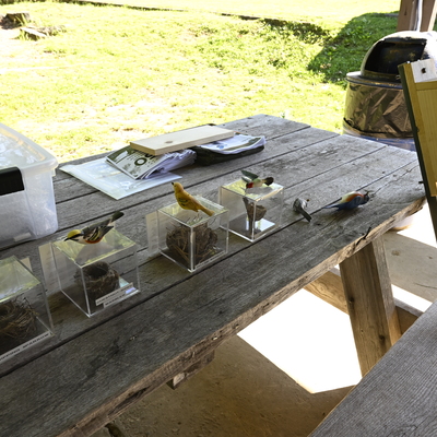 WOW 7/2026 - Bluebird nesting box class