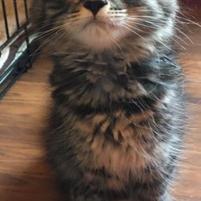 ADOPTED