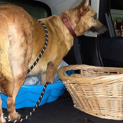 Mel on arrival to us.   She was a great mom!  Such a sweet girl.