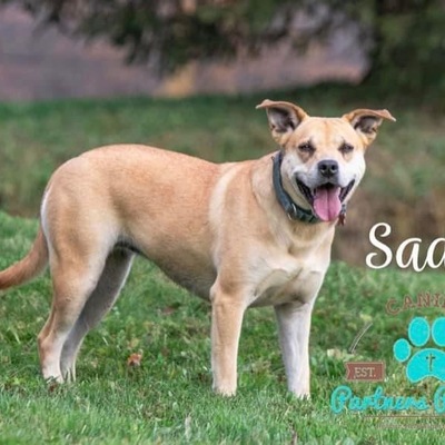 rehabilitation completed, special needs & ADOPTED