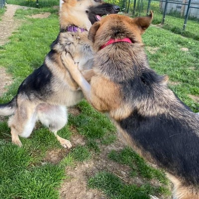 Current- bonded pair, special needs