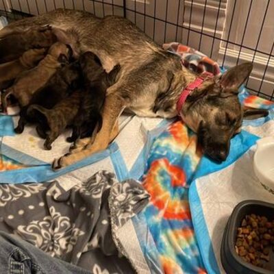 Nakita and her litter of 8 pups.    Was found on the busy streets of Houston, Tx.