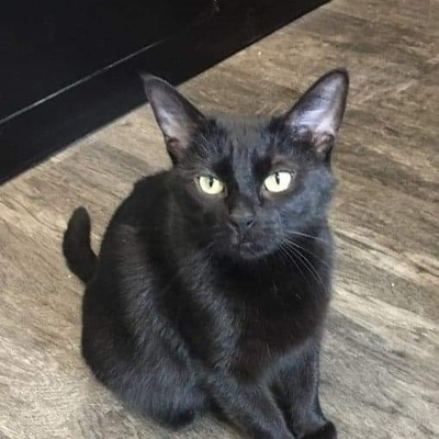 CURRENT & AVAILABLE FOR ADOPTION