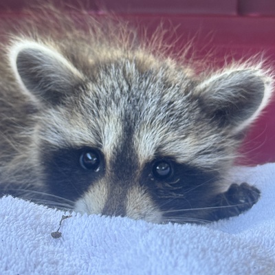 Rescued Orphaned Raccoon