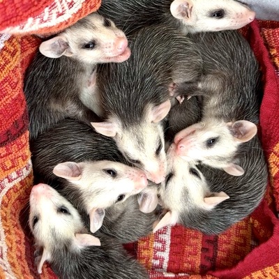 Rescued Orphaned Baby Opossums