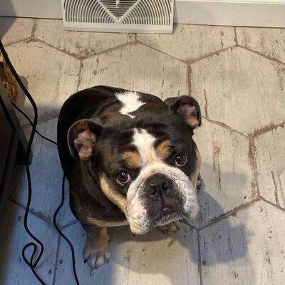 Gia,  we took her in to help a fellow rescue.  She was adopted!!