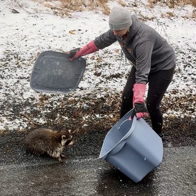 Raccoon capture