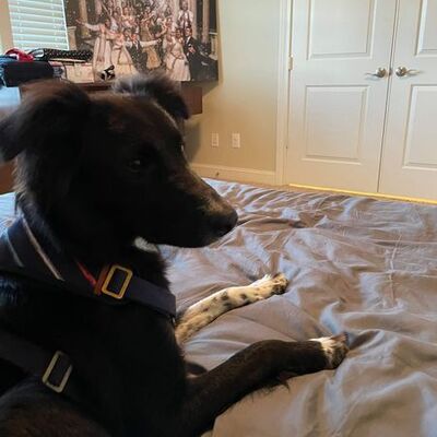 Layla was found wandering the streets with her 6 puppies.  All adopted and living great lives!