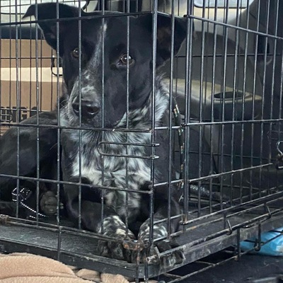 CURRENT, receiving rehabilitation, trapped