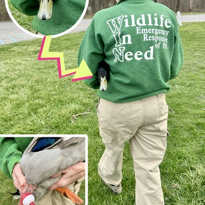 Duck with fishing bobber/line entanglement