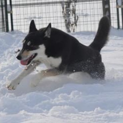 LIFER- we give her the life she needs. She is happy, healthy and loved but unadoptable.