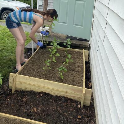 Beginner Edible Gardening 101: From Seed to Plate