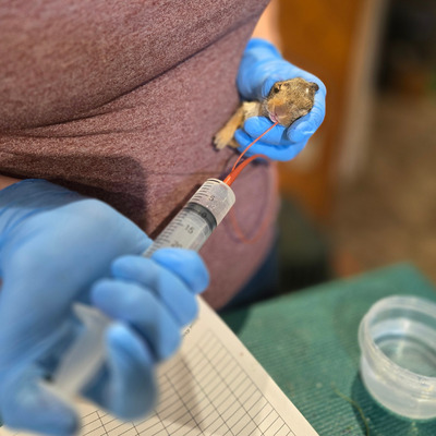 Rabbit receiving fluids