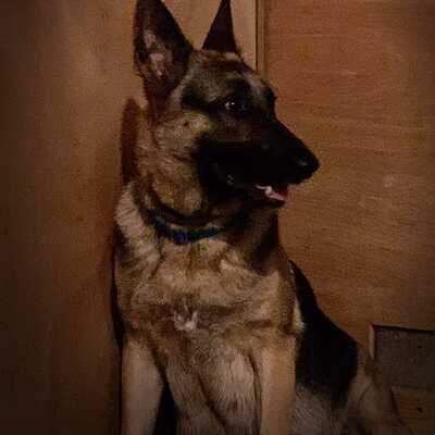 This is Sammi. She was left behind when owners moved.  Pregnant