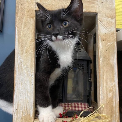 CURRENT & AVAILABLE FOR ADOPTION