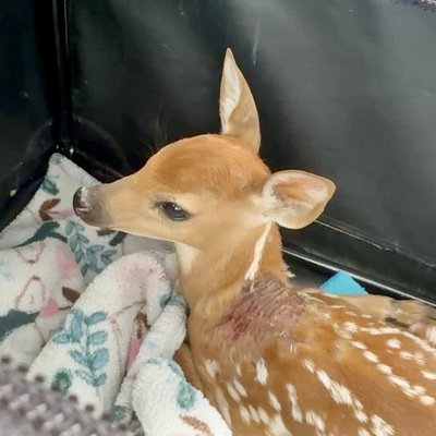 Rescued Fawn