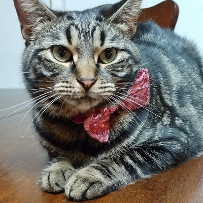 CURRENT & AVAILABLE FOR ADOPTION