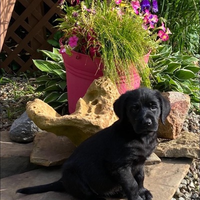 MAJOR MEDICAL CASE- ADOPTED