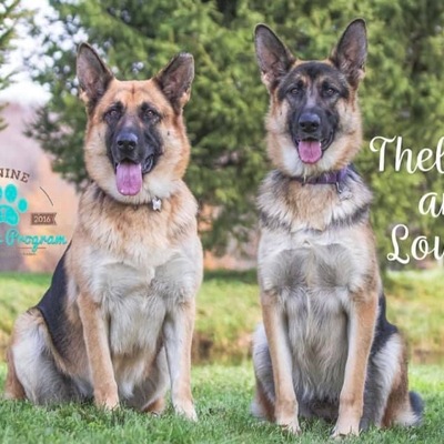 CURRENT & AVAILABLE FOR ADOPTION  bonded pair, special needs