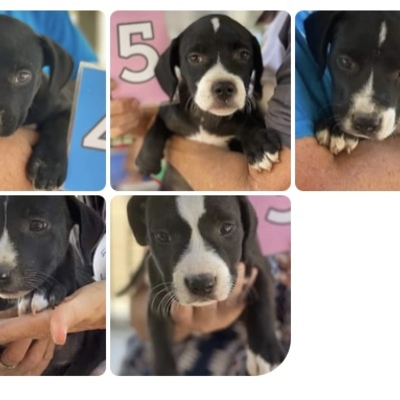 Kill shelter save & ADOPTED