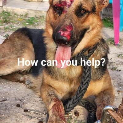 We stepped up to take this boy in that was hit by a car.  Luckily he escaped with superficial injuri
