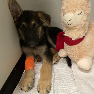 Despite intensive treatment at The Parvo Center, this is MJ,  her and 3 siblings did not make it.