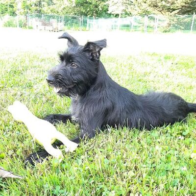 Courage was thrown from a car.  We stepped up to vet and rescue him.  Adopted now!!