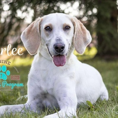 Paws-in-Prison Graduated and AVAILABLE FOR ADOPTION