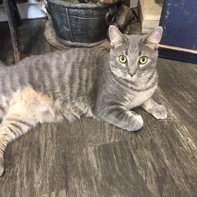 CURRENT & AVAILABLE FOR ADOPTION